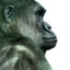 GorillaV