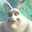 Big Buck Bunny