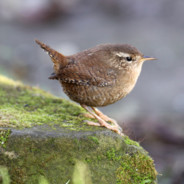 wren