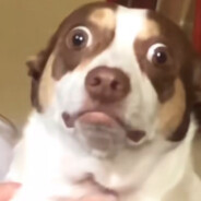 Kaliqot - steam id 76561198399121547