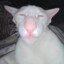 Depressed Gato