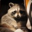 Lovely_Raccoon