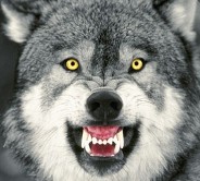 Cazador de coyotes avatar