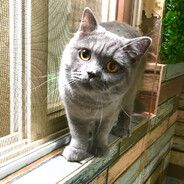 是爱吃肉的强哥哥吖