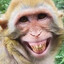 monkey