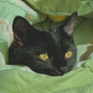 生鱼片是死鱼片