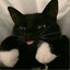 Kitty.Tuh