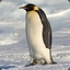 sloppy_penguins