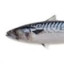 Mackerel_0626