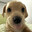 bruno1io
