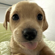 bruno1io