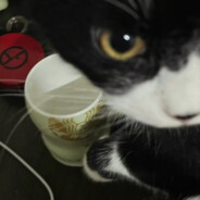 这粥花生什么树了