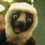 Zoboomafoo