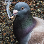 PIGEON