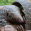 Pangolin