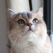 QQ咩咩好喝到咩噗茶