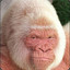 Albino Monkey