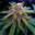 Dyl_Weeds