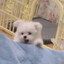 艾莉丝·格雷拉特