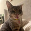 lowtiercatboy