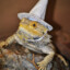 The Wise Wizard Lizard