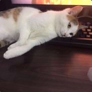 我只玩玩不说话