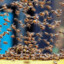 twelve thousand evil bees