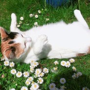 不造啊，他们都打我