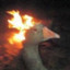 Fire Duck