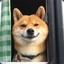 Shiba inu K