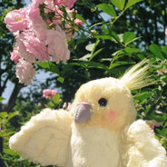 成都探花王怀春