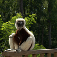 Zoboomafoo