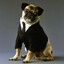Mr.Pug