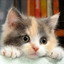 cute cat