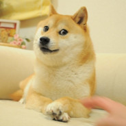 菜狗