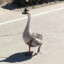 Geese on a Leash