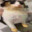 epicshmookiecat