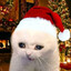 poog