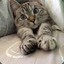 Котейка
