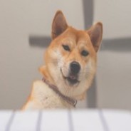 暖春特别行动组赵春生