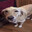 flish