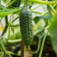 CUCUMBER