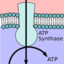 ATP Synthase