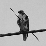 veq gojes - steam id 76561198868614669