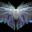 Moth's Avatar