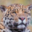jaguarsam84