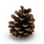 Pinecone