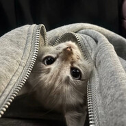 调查你消协惠柳税