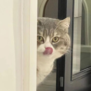 鳗鱼饭加鳗鱼多多