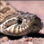 Snek